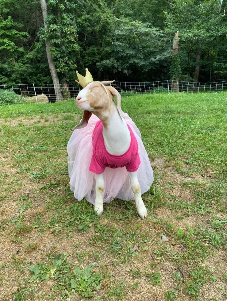 Goats — Goat with glowing eyes among muscular sheep meme
