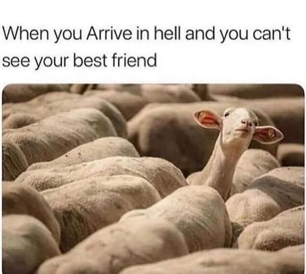 Meme showing goats wearing colorful pool noodle covers on their horns