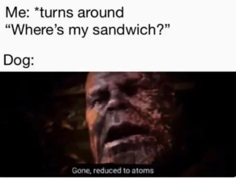 Gone Reduced To Atoms — Setup-and-reaction format meme showing dog disappearing sandwich with Thanos image.