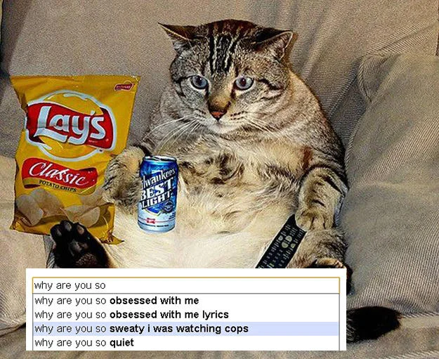 Google Search Suggestions — Overweight cat with chips and beer paired with Google autocomplete for 'why are you so'