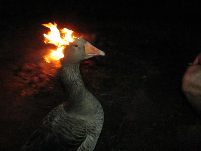 Goose On Fire Fire Duck — Grey goose with flames on its head standing in the dark