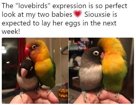 Two lovebirds perched on a finger, captioned 'I got Kiwi a lil goth gf'.