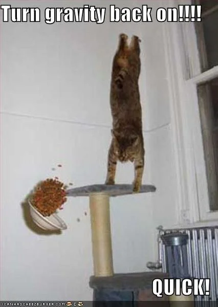 Gravity Cat — Tabby cat floating upside-down above a cat tree with food bowl mid-air and LOLcat caption 'Turn gravity back on!!!! QUICK!'