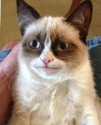 High-quality close-up of Grumpy Cat's face showing distinctive scowl and blue eyes.
