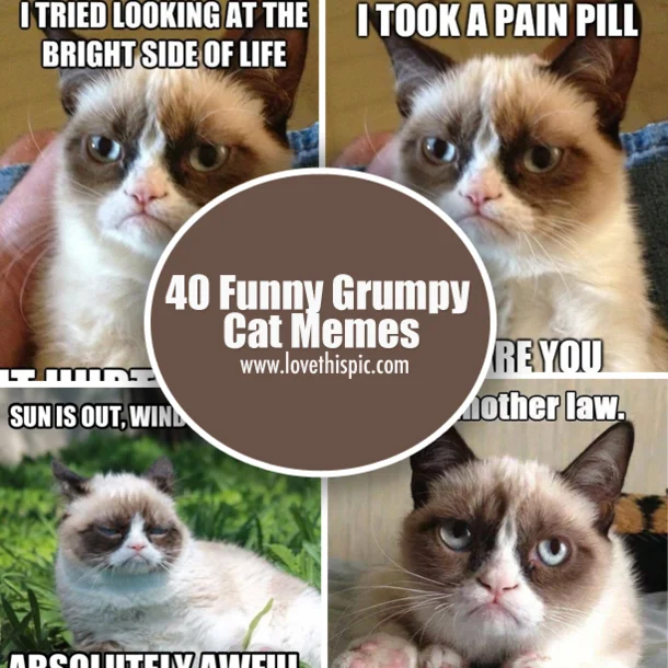 Multi-image compilation of Grumpy Cat in different poses with captions and lovethispic watermark.