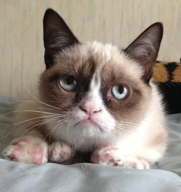 Authentic photograph of Grumpy Cat held displaying characteristic scowl and striking blue eyes.