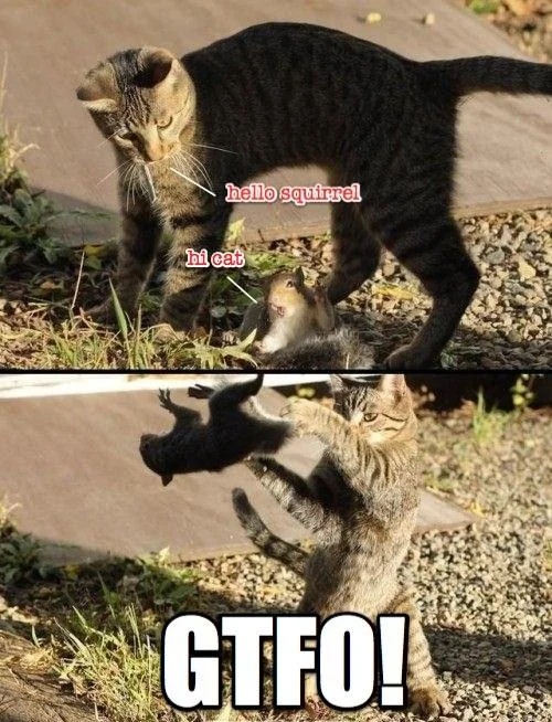 Cat swatting a squirrel with the caption GTFO