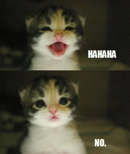 Ha Ha Ha, No — Kitten laughing HAHAHA in top panel and sad NO in bottom panel