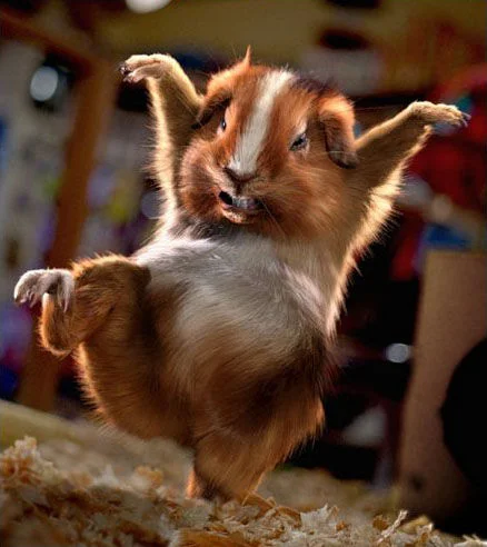 Hampster Dance — A photograph of a real hamster with its paws raised in an enthusiastic, dance-like pose.