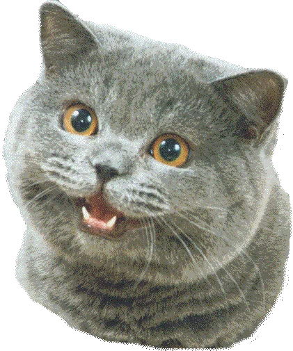 Happy Cat / I Can Has Cheezburger — Close-up of iconic gray tabby Happy Cat face with joyful expression
