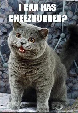 Happy Cat / I Can Has Cheezburger — Full body gray tabby cat asking I CAN HAS CHEEZBURGER on stone background