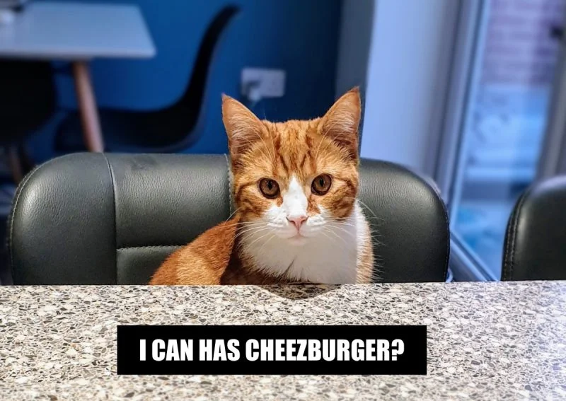 Happy Cat / I Can Has Cheezburger — Orange cat at office desk asking I CAN HAS CHEEZBURGER