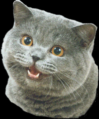 Cropped headshot of Happy Cat, a grey British Shorthair smiling with mouth open