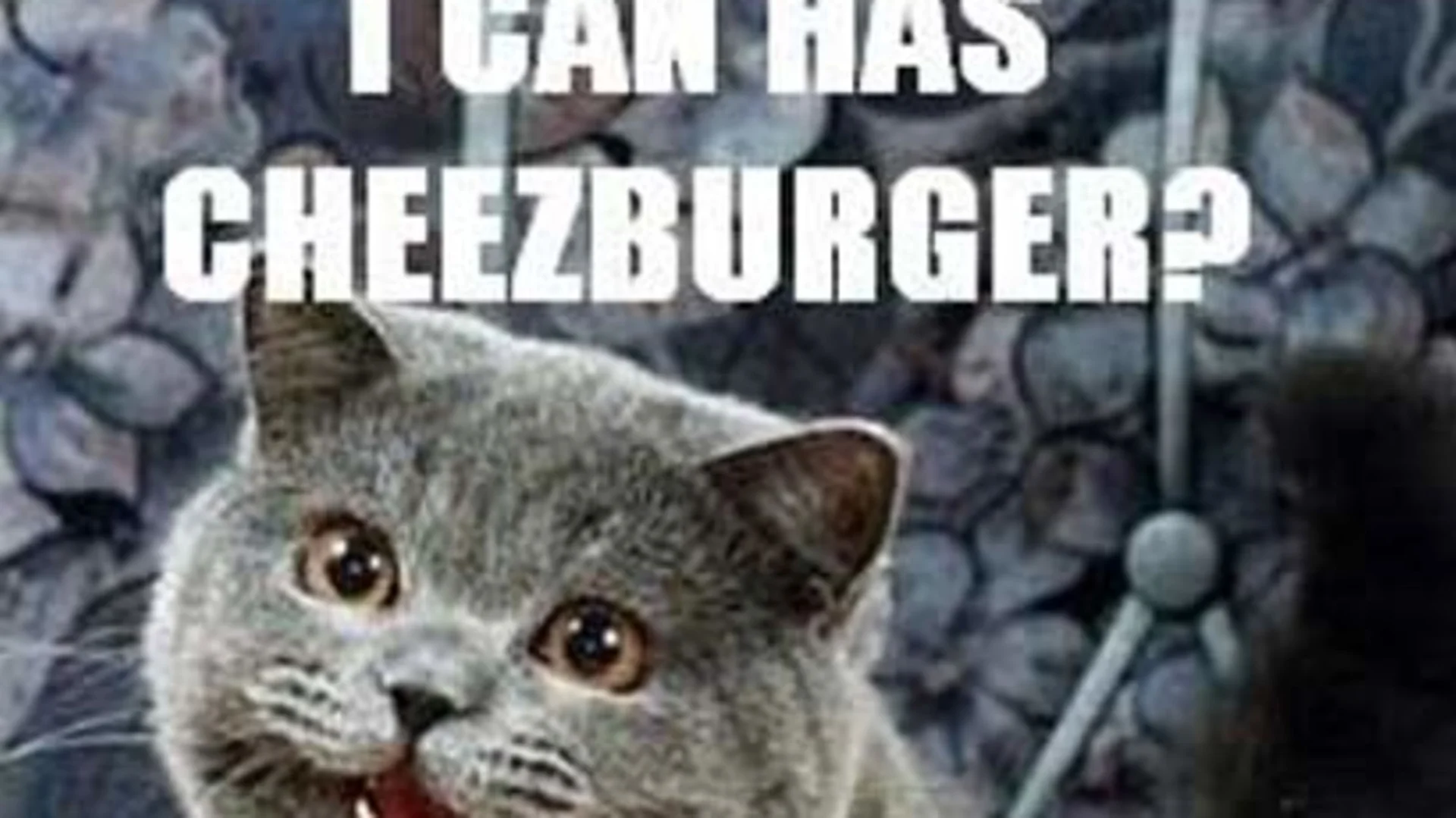 Happy Cat — Grey British Shorthair cat with open mouth captioned 'I Can Has Cheezburger?'