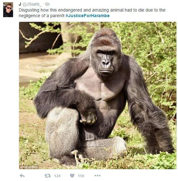 A Twitter post featuring a dignified photograph of Harambe in his enclosure with text about endangerment and parental negligence.