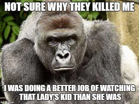 Harambe — A close-up gorilla with serious expression, captioned 'NOT SURE WHY THEY KILLED ME' and 'I WAS DOING A BETTER JOB OF WATCHING THAT LADY'S KID THAN