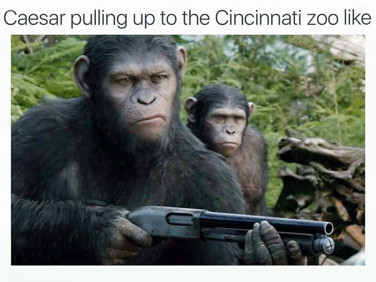 Harambe — A scene from Planet of the Apes showing armed apes, captioned 'Caesar pulling up to the Cincinnati zoo like.'