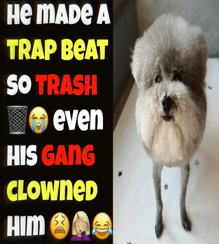 He Made A Statement So Trash Even His Gang Clowned Him — A "meme":https://knowyourmeme.com/memes/memes showing a poodle