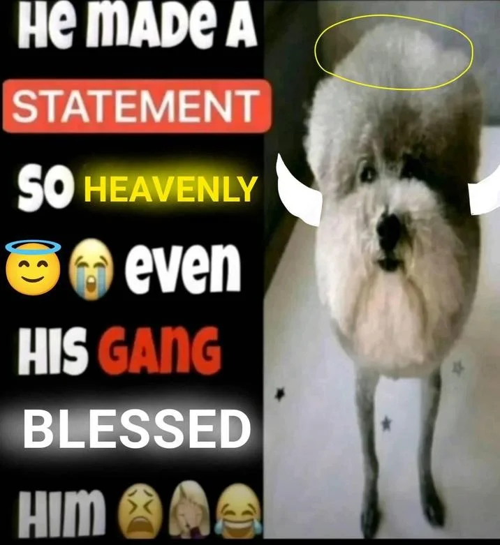 He Made A Statement So Trash Even His Gang Clowned Him — A "meme":https://knowyourmeme.com/memes/memes showing a poodle