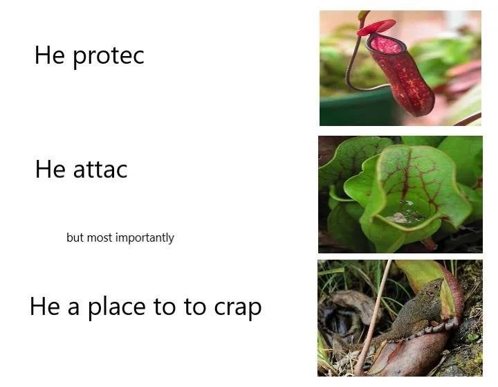 He Protec but He Also Attac — Pitcher plant 'He protec He attac He a place to crap' meme