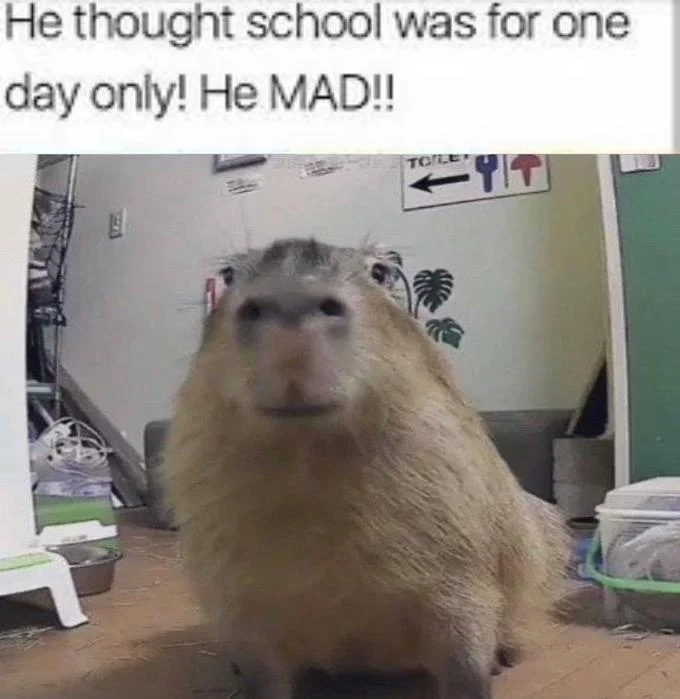 Capybara staring at the camera with the caption 'He thought school was for one day only! He MAD!!'