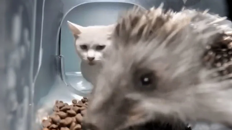 Hedgehog Eating Cat Food