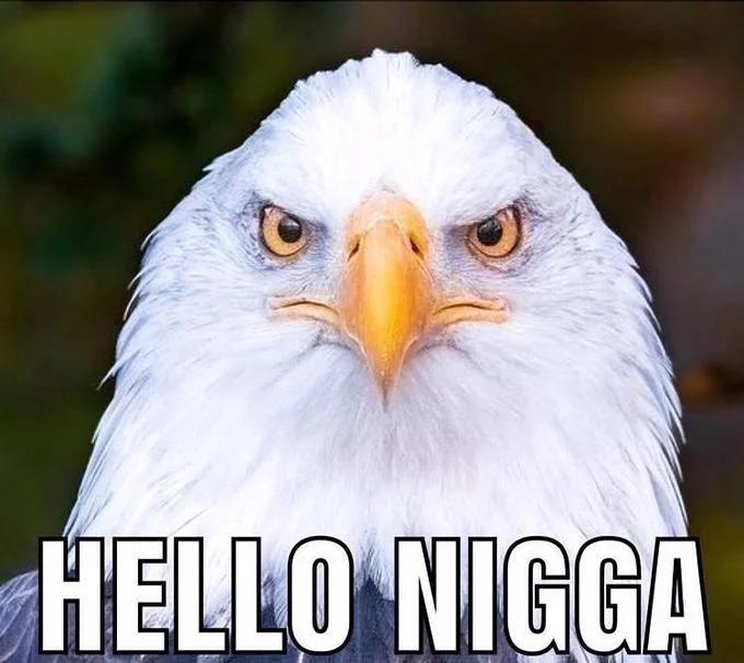 Bald eagle front-facing portrait with 'Hello Nigga' caption.