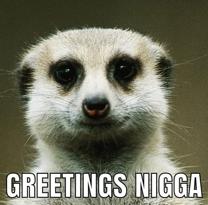 Hello Nigga — Meerkat portrait with 'Greetings Nigga' caption.