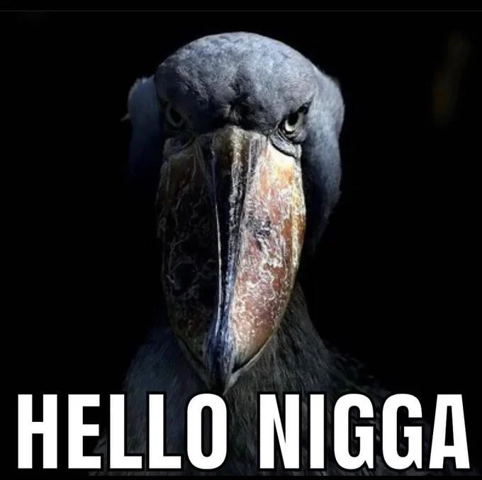 Shoebill stork staring menacingly with 'Hello Nigga' caption.