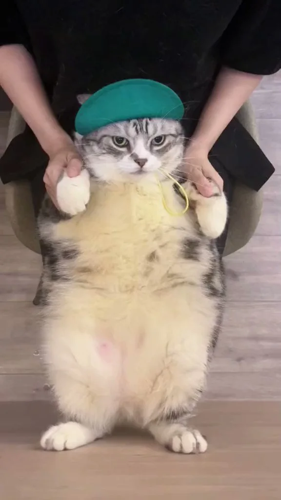 "Hey Hey You You" Cat Dancing