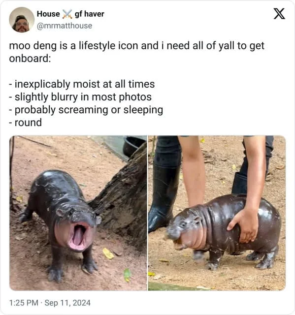 Twitter post by House of haver celebrating Moo Deng baby hippopotamus as lifestyle icon with humorous characteristics list.