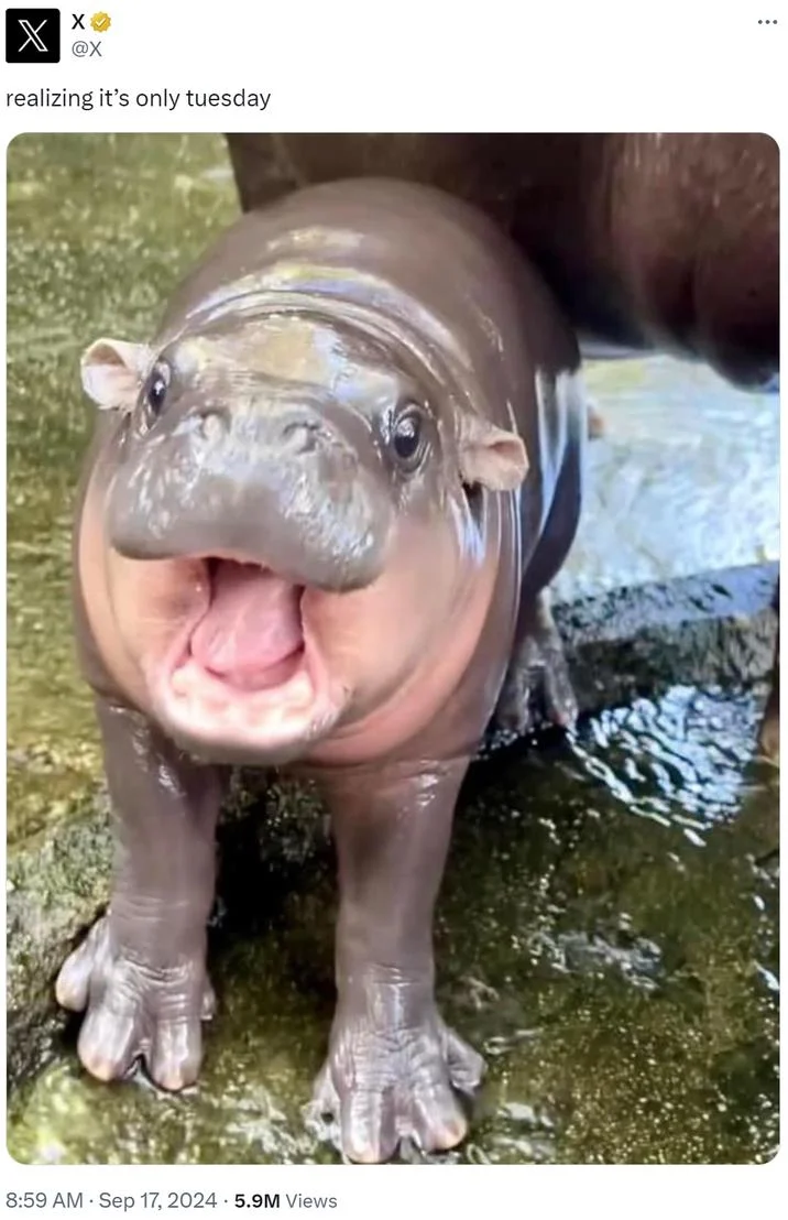 Twitter post showing baby hippopotamus with wide-open mouth expression captioned 'realizing it's only tuesday'.