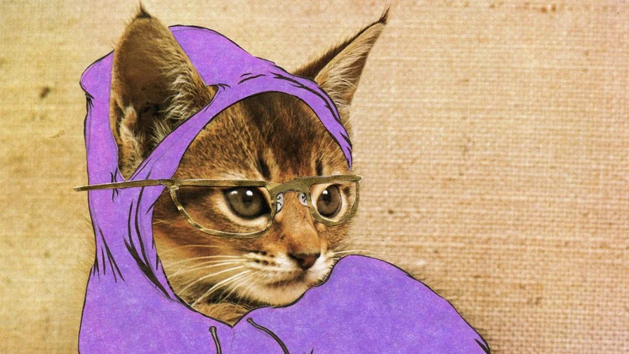 Hipster Kitty — Kitten wearing a purple hoodie and large glasses on a beige textured background