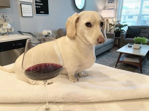 Homophobic Dog Not Too Fond Of Gay People — Dachshund seated by a tall wine glass in a bright living room