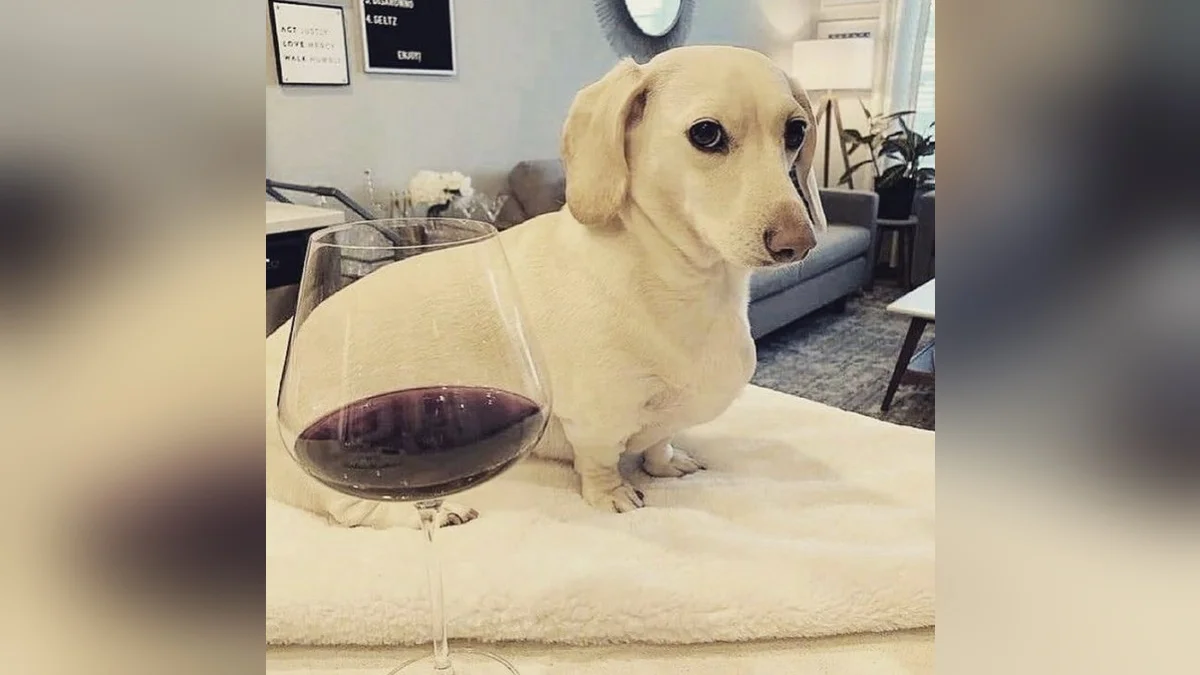Homophobic Dog Not Too Fond Of Gay People — Cream dachshund sitting beside a large glass of red wine on a white blanket
