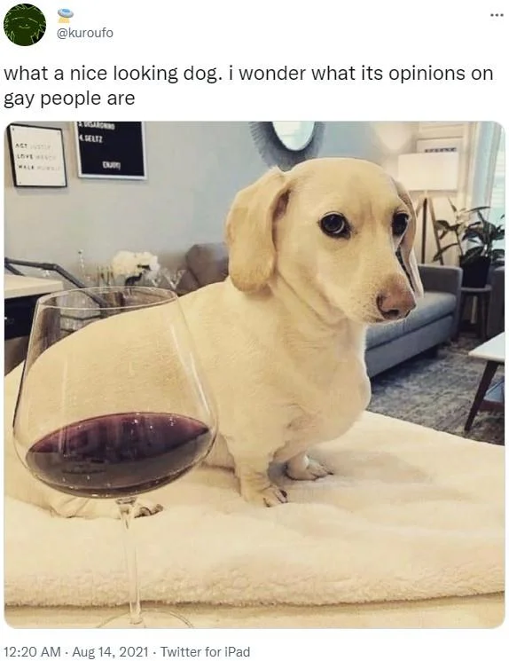 Homophobic Dog Not Too Fond Of Gay People — Twitter post by kuroufo asking about the dog's opinions on gay people