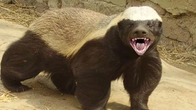 High-quality close-up photograph of honey badger on sandy ground with open mouth displaying intense and fearless demeanor.