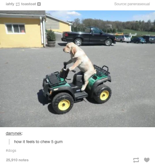 Tumblr post of a dog riding an ATV captioned how it feels to chew 5 gum