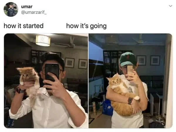 How It Started vs How Its Going — Twitter example showing same person holding increasingly larger cat labeled from start to current state.