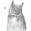 How To Draw An Owl — Close-up of detailed pencil sketch of great horned owl perched on branch labeled as step 2.
