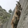 I Crave That Mineral — A photograph of an Alpine ibex pressed against a near-vertical stone dam wall, its hooves gripping as it reaches upward to lick mineral