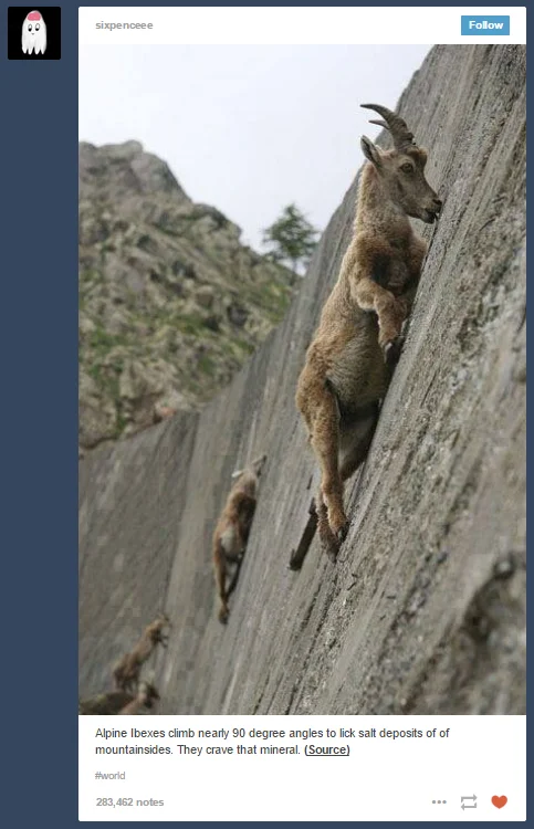 I Crave That Mineral — The original October 2014 Tumblr post by sixpenceee featuring Alpine ibexes clinging to a dam wall with caption 'They crave that