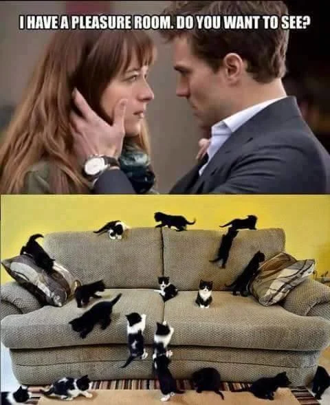 I Have a Pleasure Room — Pleasure room meme paired with a couch full of cats