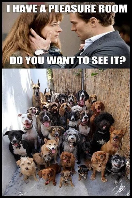 I Have a Pleasure Room — Pleasure room meme paired with a large group of dogs