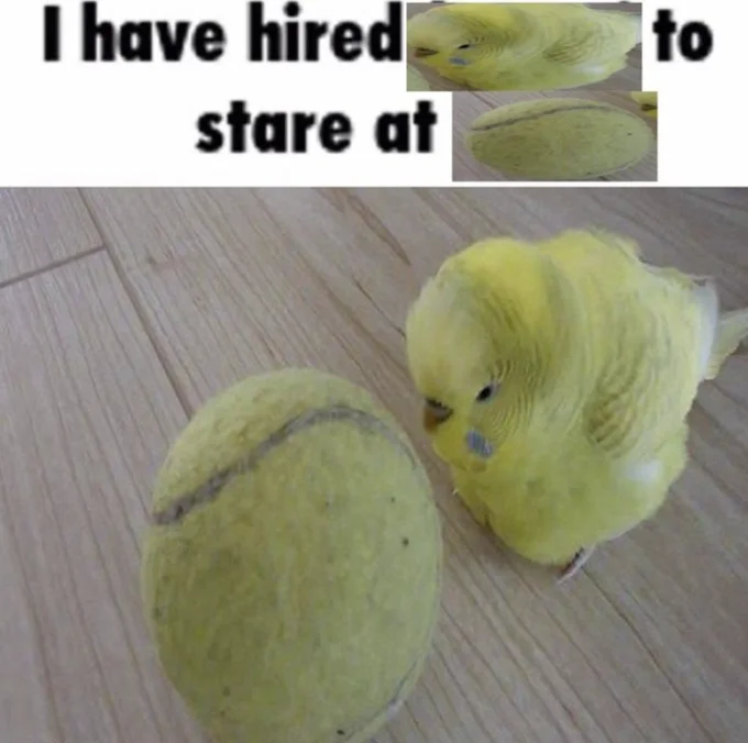 I Have Hired X to Stare at You — Yellow budgie bird next to a tennis ball with caption 'I have hired [bird] to stare at [tennis ball]'