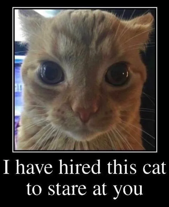 I Have Hired X to Stare at You — Orange tabby cat with wide dilated eyes, caption 'I have hired this cat to stare at you'