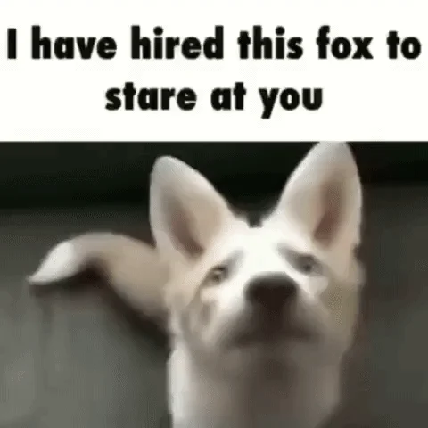 I Have Hired X to Stare at You — Shaky close-up GIF of a white fox-like dog with caption 'I have hired this fox to stare at you'