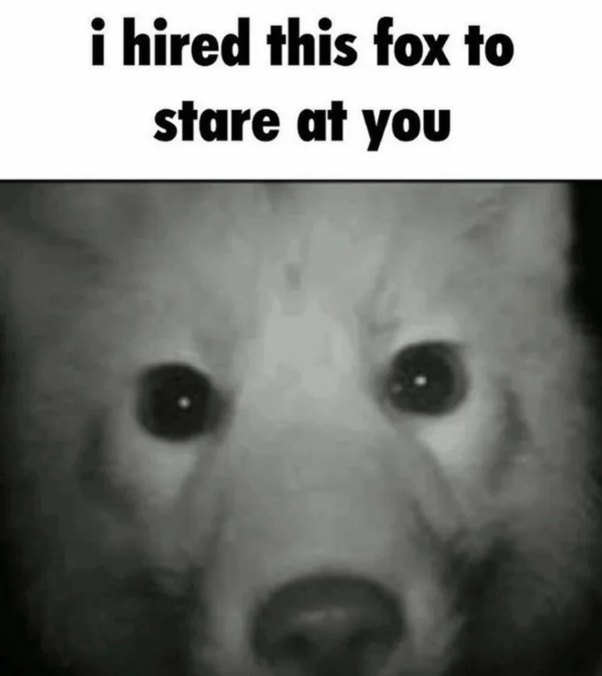 I Have Hired X to Stare at You — Grainy black-and-white close-up of a white fox face with caption 'i hired this fox to stare at you'