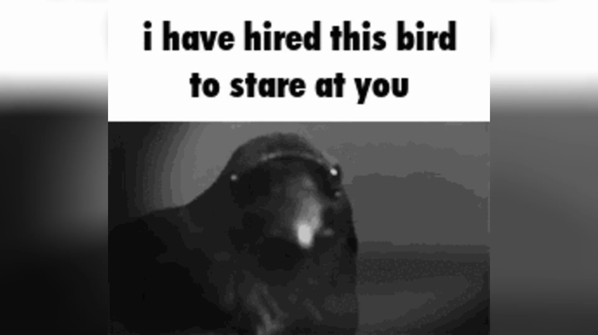 I Have Hired X to Stare at You — Grainy black-and-white photo of a dark bird with caption 'i have hired this bird to stare at you'