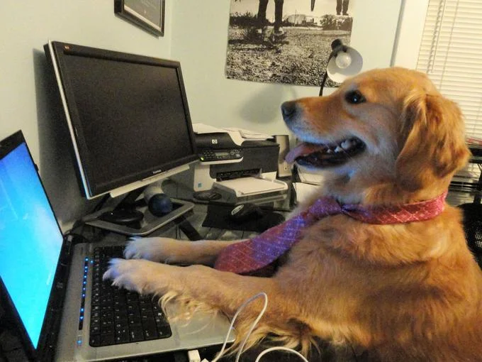 I Have No Idea What I'm Doing — Golden retriever in a red tie with paws on a laptop keyboard at a desk
